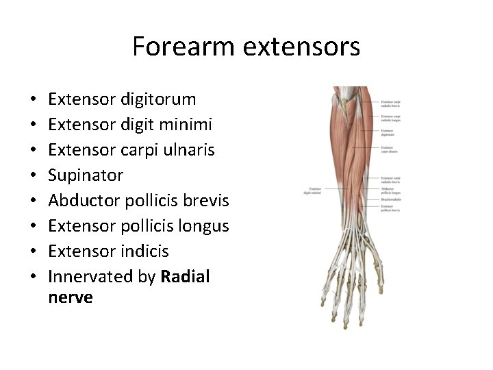 Forearm extensors • • Extensor digitorum Extensor digit minimi Extensor carpi ulnaris Supinator Abductor