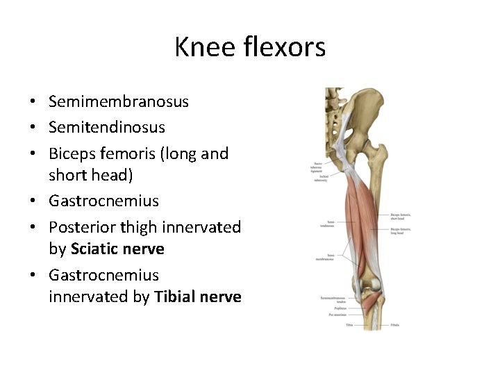 Knee flexors • Semimembranosus • Semitendinosus • Biceps femoris (long and short head) •