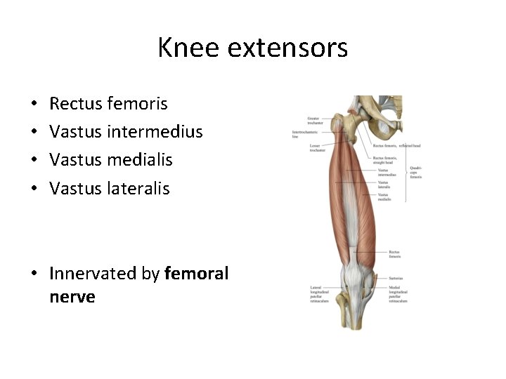 Knee extensors • • Rectus femoris Vastus intermedius Vastus medialis Vastus lateralis • Innervated