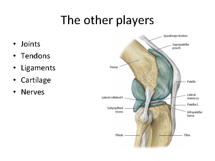 The other players • • • Joints Tendons Ligaments Cartilage Nerves 