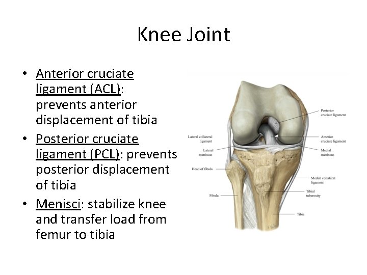 Knee Joint • Anterior cruciate ligament (ACL): prevents anterior displacement of tibia • Posterior
