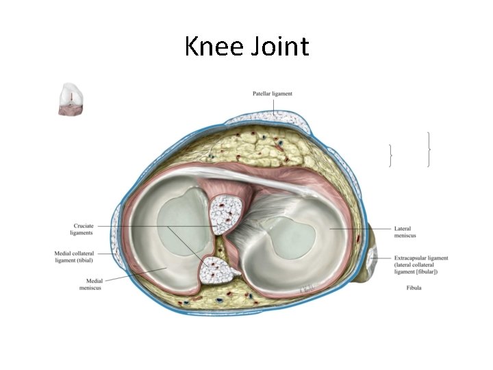 Knee Joint 