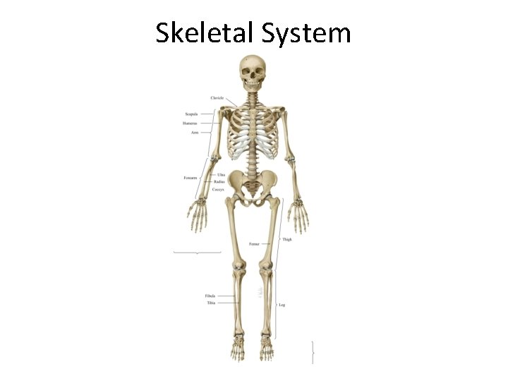 Skeletal System 