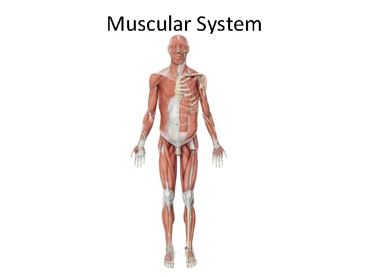 Muscular System 
