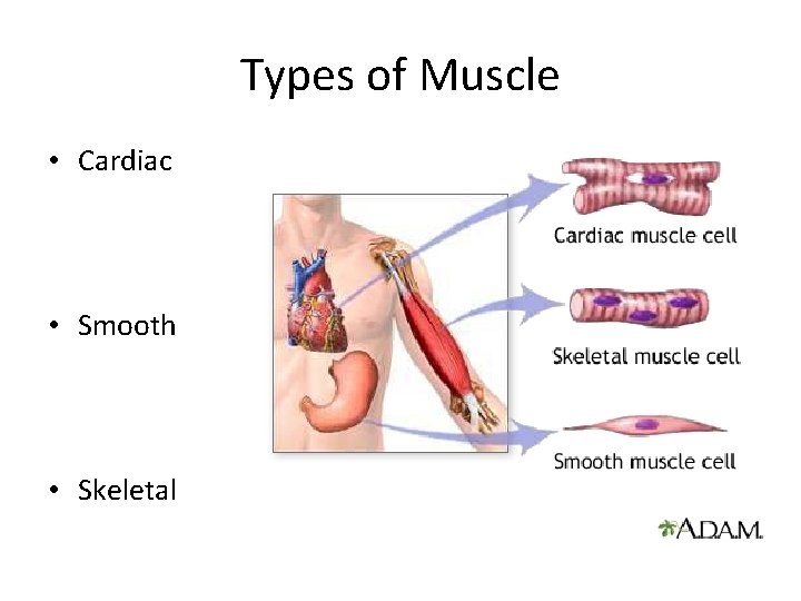 Types of Muscle • Cardiac • Smooth • Skeletal 