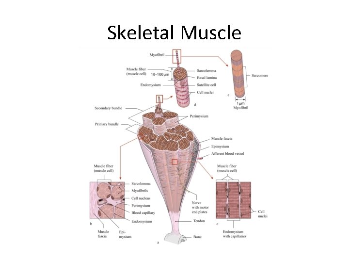 Skeletal Muscle 