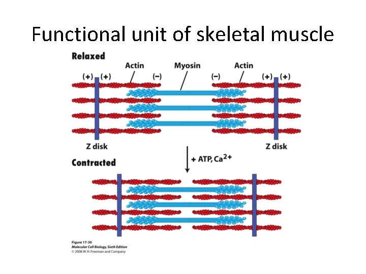 Functional unit of skeletal muscle 