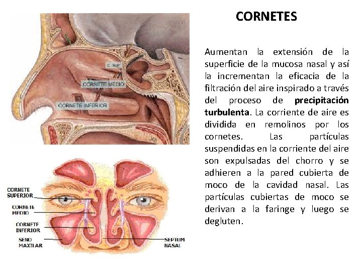 CORNETES Aumentan la extensión de la superficie de la mucosa nasal y así la