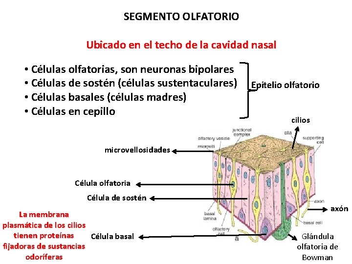 SEGMENTO OLFATORIO Ubicado en el techo de la cavidad nasal • Células olfatorias, son