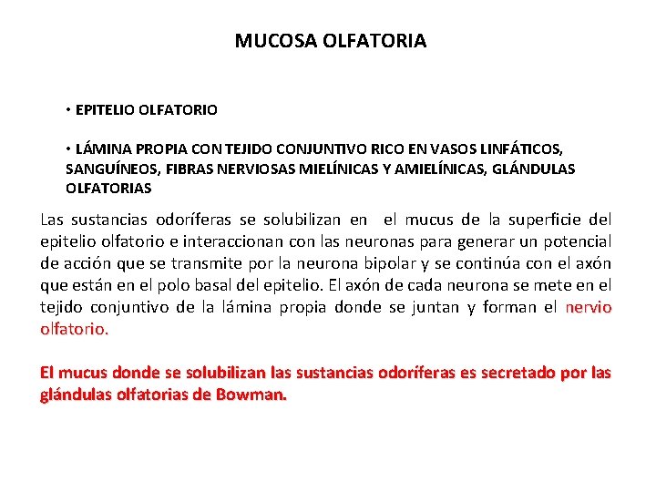 MUCOSA OLFATORIA • EPITELIO OLFATORIO • LÁMINA PROPIA CON TEJIDO CONJUNTIVO RICO EN VASOS