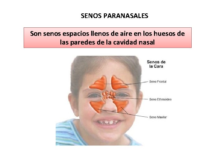 SENOS PARANASALES Son senos espacios llenos de aire en los huesos de las paredes