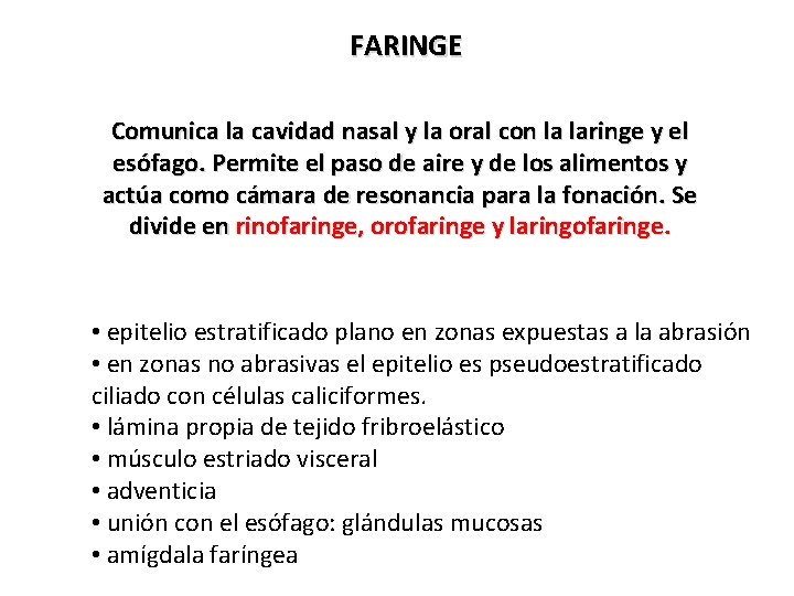 FARINGE Comunica la cavidad nasal y la oral con la laringe y el esófago.