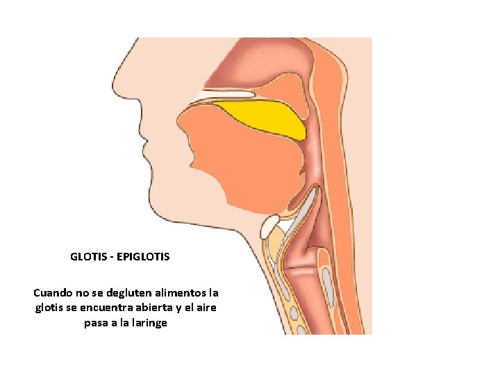 GLOTIS - EPIGLOTIS Cuando no se degluten alimentos la glotis se encuentra abierta y