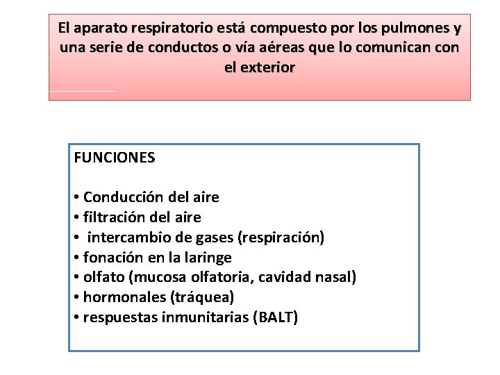 El aparato respiratorio está compuesto por los pulmones y una serie de conductos o