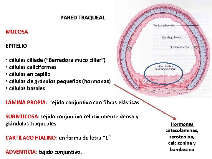 PARED TRAQUEAL MUCOSA EPITELIO • células ciliada (“Barredora muco ciliar”) • células caliciformes •