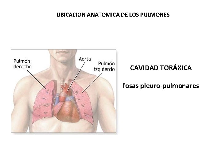 UBICACIÓN ANATÓMICA DE LOS PULMONES CAVIDAD TORÁXICA fosas pleuro-pulmonares 