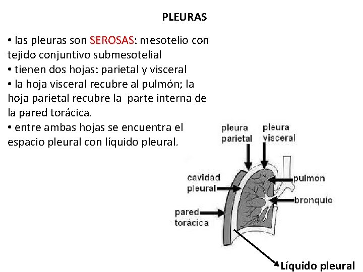 PLEURAS • las pleuras son SEROSAS: SEROSAS mesotelio con tejido conjuntivo submesotelial • tienen