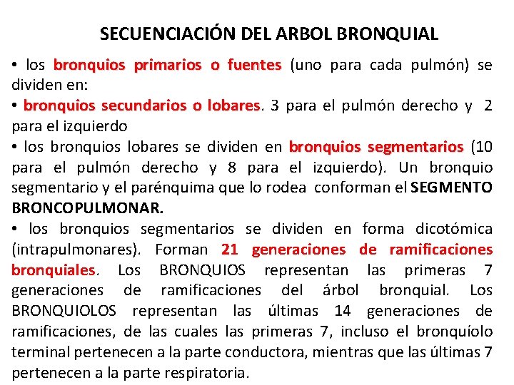 SECUENCIACIÓN DEL ARBOL BRONQUIAL • los bronquios primarios o fuentes (uno para cada pulmón)