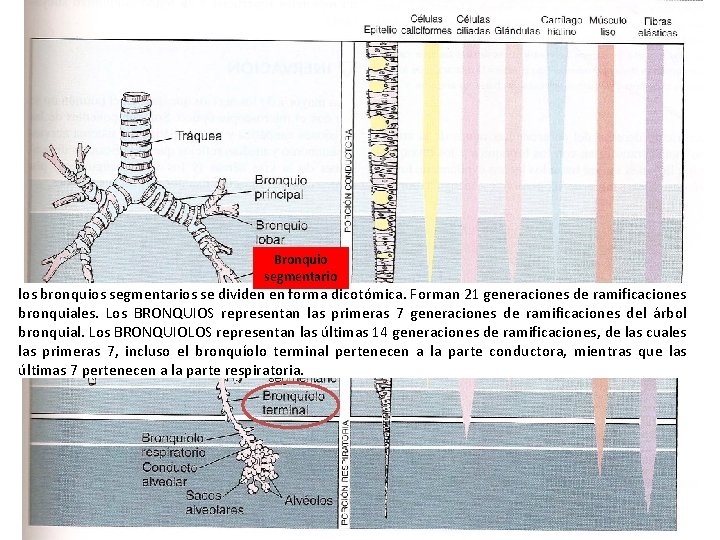 Bronquio segmentario los bronquios segmentarios se dividen en forma dicotómica. Forman 21 generaciones de