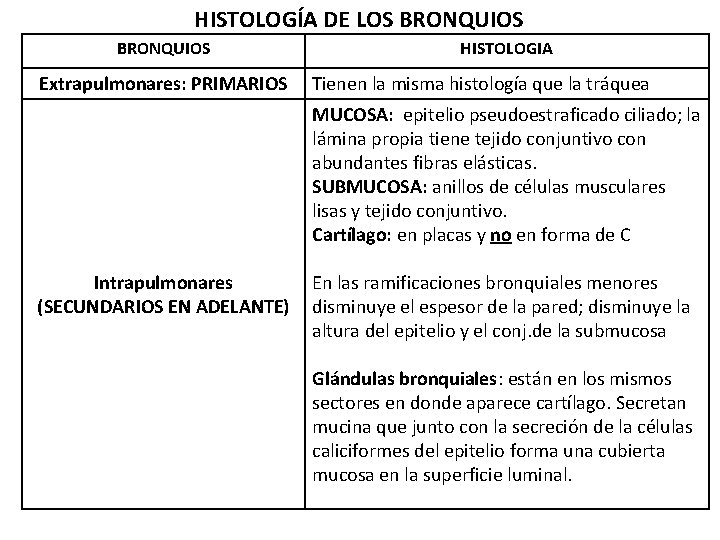 HISTOLOGÍA DE LOS BRONQUIOS Extrapulmonares: PRIMARIOS HISTOLOGIA Tienen la misma histología que la tráquea