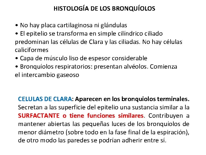 HISTOLOGÍA DE LOS BRONQUÍOLOS • No hay placa cartilaginosa ni glándulas • El epitelio