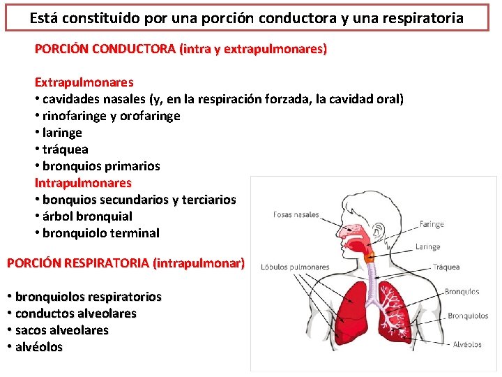 Está constituido por una porción conductora y una respiratoria PORCIÓN CONDUCTORA (intra y extrapulmonares)