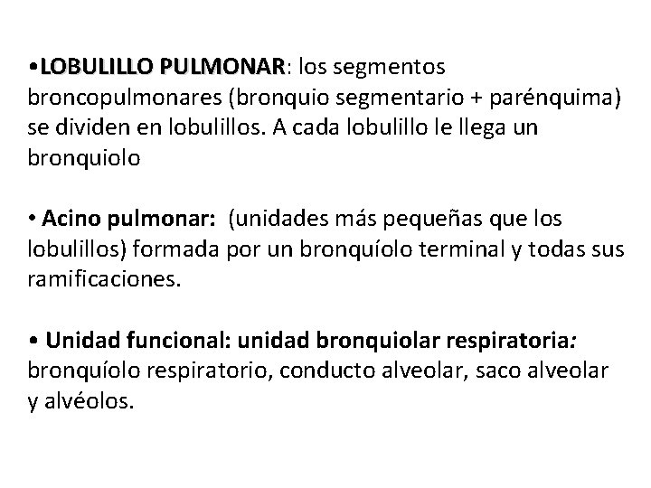  • LOBULILLO PULMONAR: PULMONAR los segmentos broncopulmonares (bronquio segmentario + parénquima) se dividen