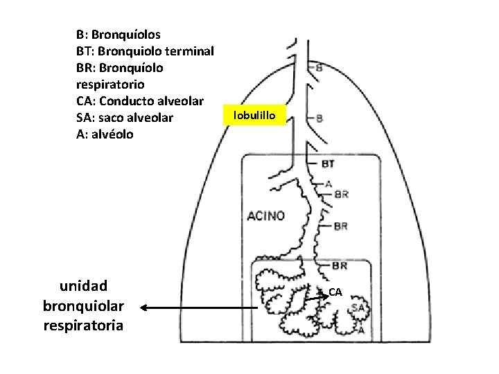 B: Bronquíolos BT: Bronquiolo terminal BR: Bronquíolo respiratorio CA: Conducto alveolar SA: saco alveolar