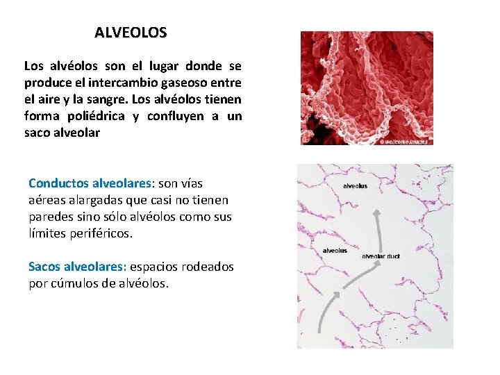 ALVEOLOS Los alvéolos son el lugar donde se produce el intercambio gaseoso entre el