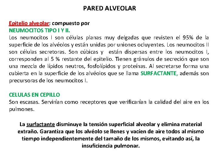 PARED ALVEOLAR Epitelio alveolar: alveolar compuesto por NEUMOCITOS TIPO I Y II. Los neumocitos