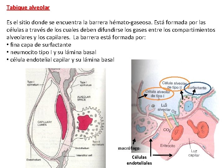 Tabique alveolar Es el sitio donde se encuentra la barrera hémato-gaseosa. Está formada por