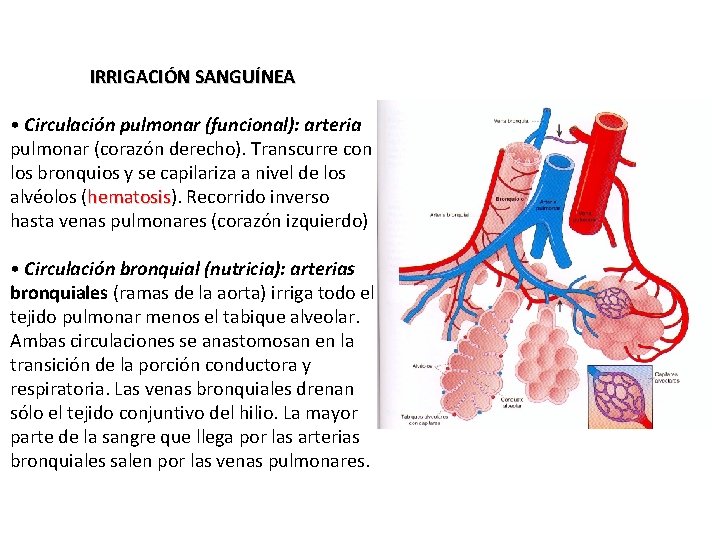 IRRIGACIÓN SANGUÍNEA • Circulación pulmonar (funcional): arteria pulmonar (corazón derecho). Transcurre con los bronquios