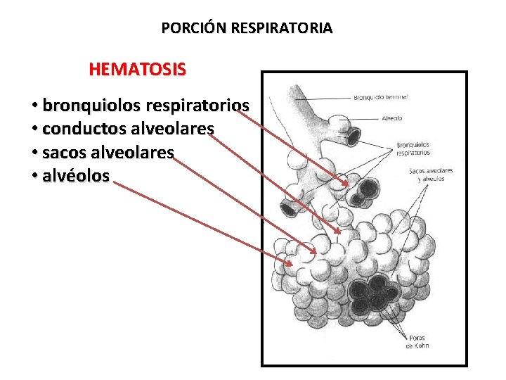 PORCIÓN RESPIRATORIA HEMATOSIS • bronquiolos respiratorios • conductos alveolares • sacos alveolares • alvéolos