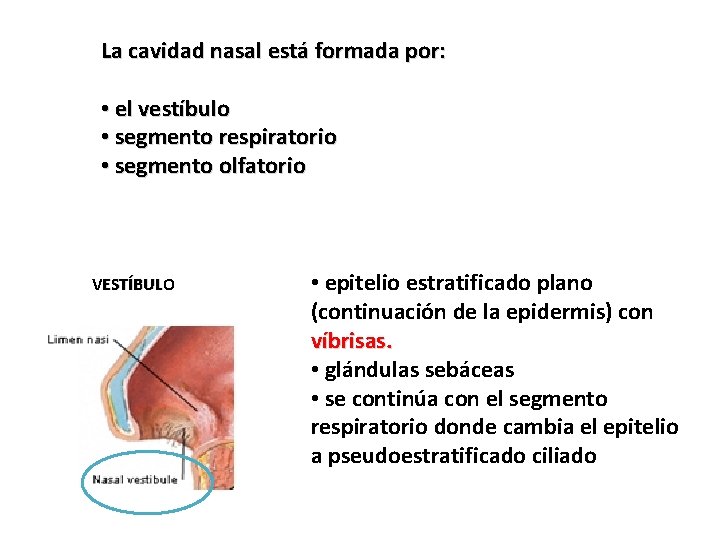 La cavidad nasal está formada por: • el vestíbulo • segmento respiratorio • segmento