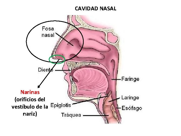 CAVIDAD NASAL Narinas (orificios del vestíbulo de la nariz) 