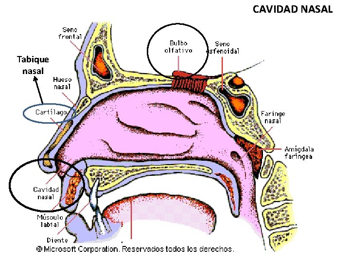 CAVIDAD NASAL Tabique nasal 
