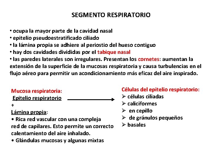 SEGMENTO RESPIRATORIO • ocupa la mayor parte de la cavidad nasal • epitelio pseudoestratificado