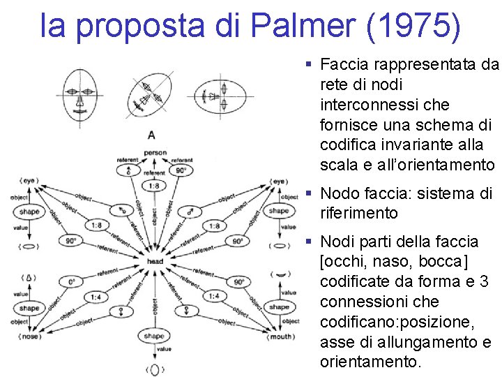 la proposta di Palmer (1975) § Faccia rappresentata da rete di nodi interconnessi che