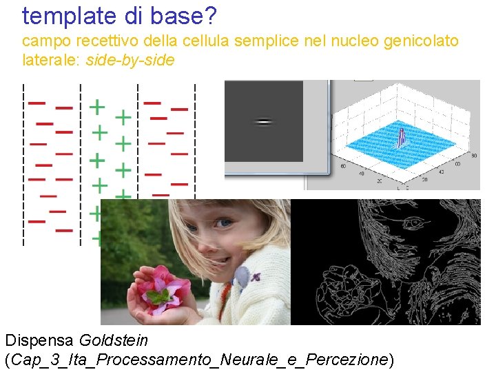 template di base? campo recettivo della cellula semplice nel nucleo genicolato laterale: side-by-side Dispensa