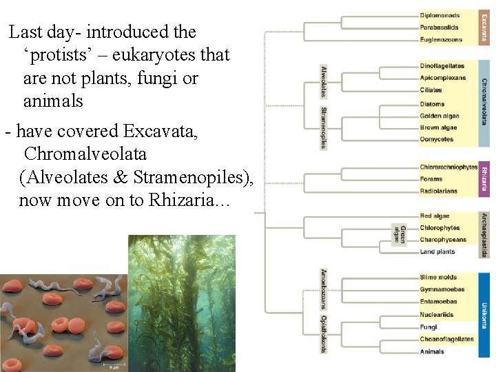 Last day- introduced the ‘protists’ – eukaryotes that are not plants, fungi or animals Last day- introduced the ‘protists’ – eukaryotes that are not plants, fungi or animals