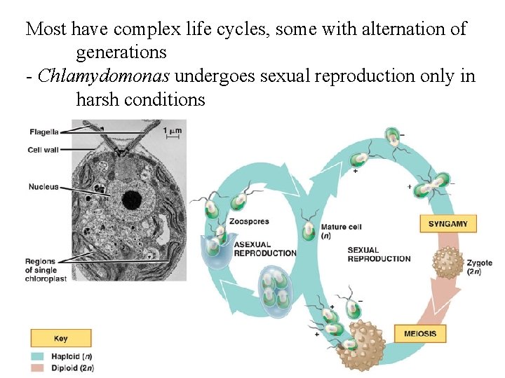 Most have complex life cycles, some with alternation of generations - Chlamydomonas undergoes sexual Most have complex life cycles, some with alternation of generations - Chlamydomonas undergoes sexual