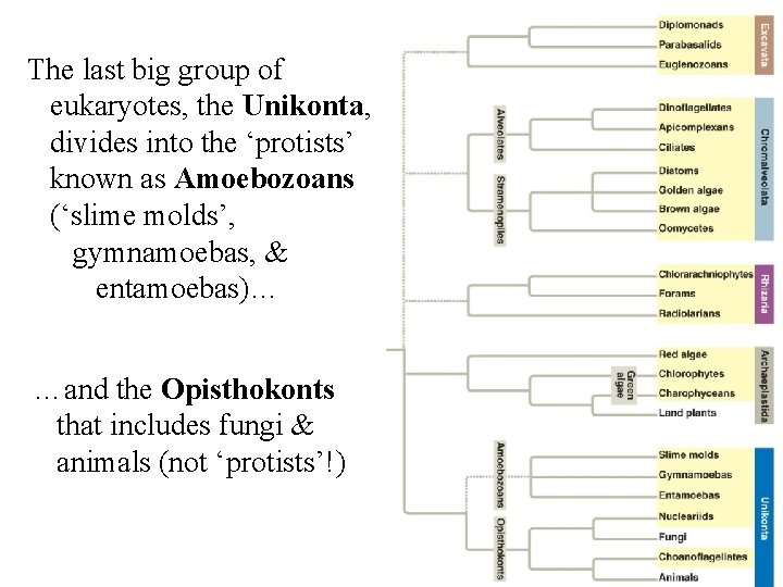 The last big group of eukaryotes, the Unikonta, divides into the ‘protists’ known as The last big group of eukaryotes, the Unikonta, divides into the ‘protists’ known as