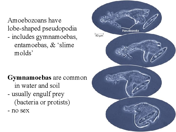 Amoebozoans have lobe-shaped pseudopodia - includes gymnamoebas, entamoebas, & ‘slime molds’ Gymnamoebas are common Amoebozoans have lobe-shaped pseudopodia - includes gymnamoebas, entamoebas, & ‘slime molds’ Gymnamoebas are common