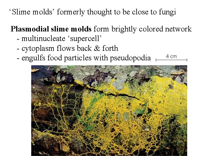 ‘Slime molds’ formerly thought to be close to fungi Plasmodial slime molds form brightly ‘Slime molds’ formerly thought to be close to fungi Plasmodial slime molds form brightly