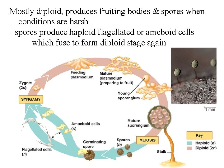 Mostly diploid, produces fruiting bodies & spores when conditions are harsh - spores produce Mostly diploid, produces fruiting bodies & spores when conditions are harsh - spores produce
