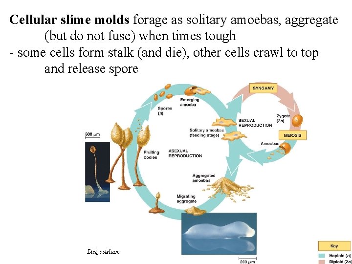 Cellular slime molds forage as solitary amoebas, aggregate (but do not fuse) when times Cellular slime molds forage as solitary amoebas, aggregate (but do not fuse) when times