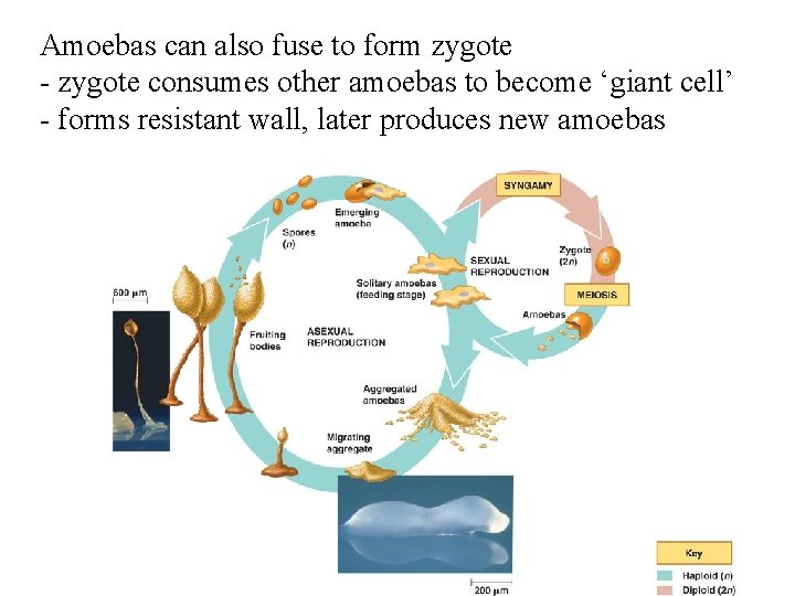 Amoebas can also fuse to form zygote - zygote consumes other amoebas to become Amoebas can also fuse to form zygote - zygote consumes other amoebas to become