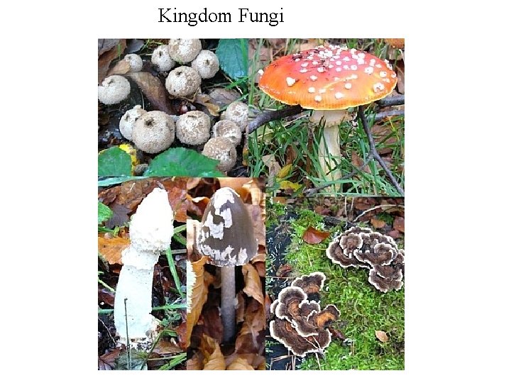 Kingdom Fungi Kingdom Fungi