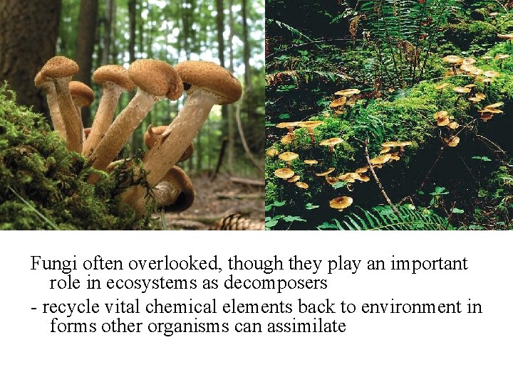 Fungi often overlooked, though they play an important role in ecosystems as decomposers - Fungi often overlooked, though they play an important role in ecosystems as decomposers -