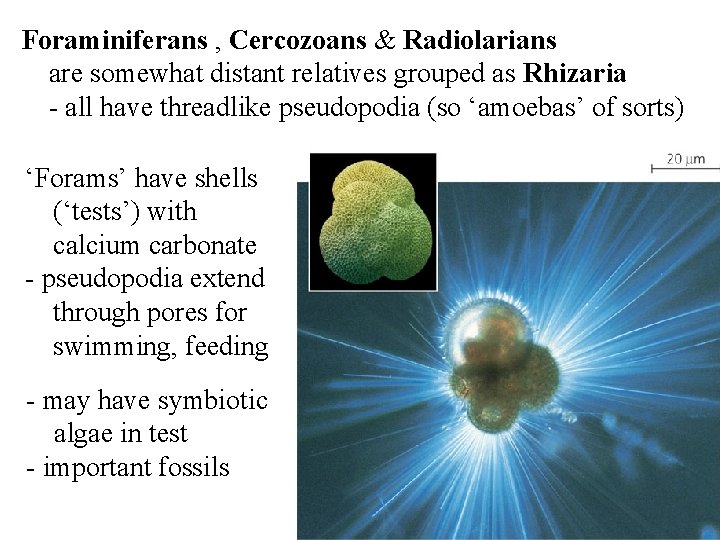 Foraminiferans , Cercozoans & Radiolarians are somewhat distant relatives grouped as Rhizaria - all Foraminiferans , Cercozoans & Radiolarians are somewhat distant relatives grouped as Rhizaria - all